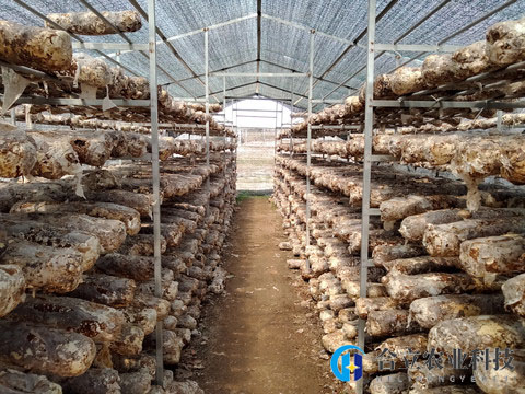 下雨過后，能否給香菇大棚“通通風(fēng)”？