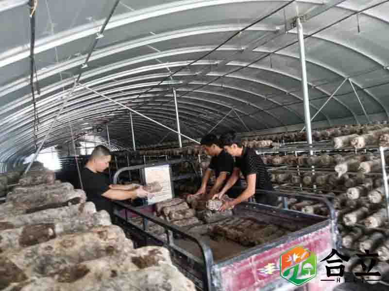 新疆庫爾勒廢枝條種食用菌，形成完整生態(tài)循環(huán)系統(tǒng)