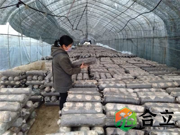 袋料香菇，大中小袋模式究竟哪個(gè)好？