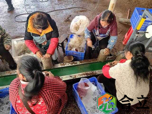 貴州赫章縣 結(jié)構(gòu)鄉(xiāng)今年計(jì)劃產(chǎn)食用菌800余萬棒，創(chuàng)收破億元